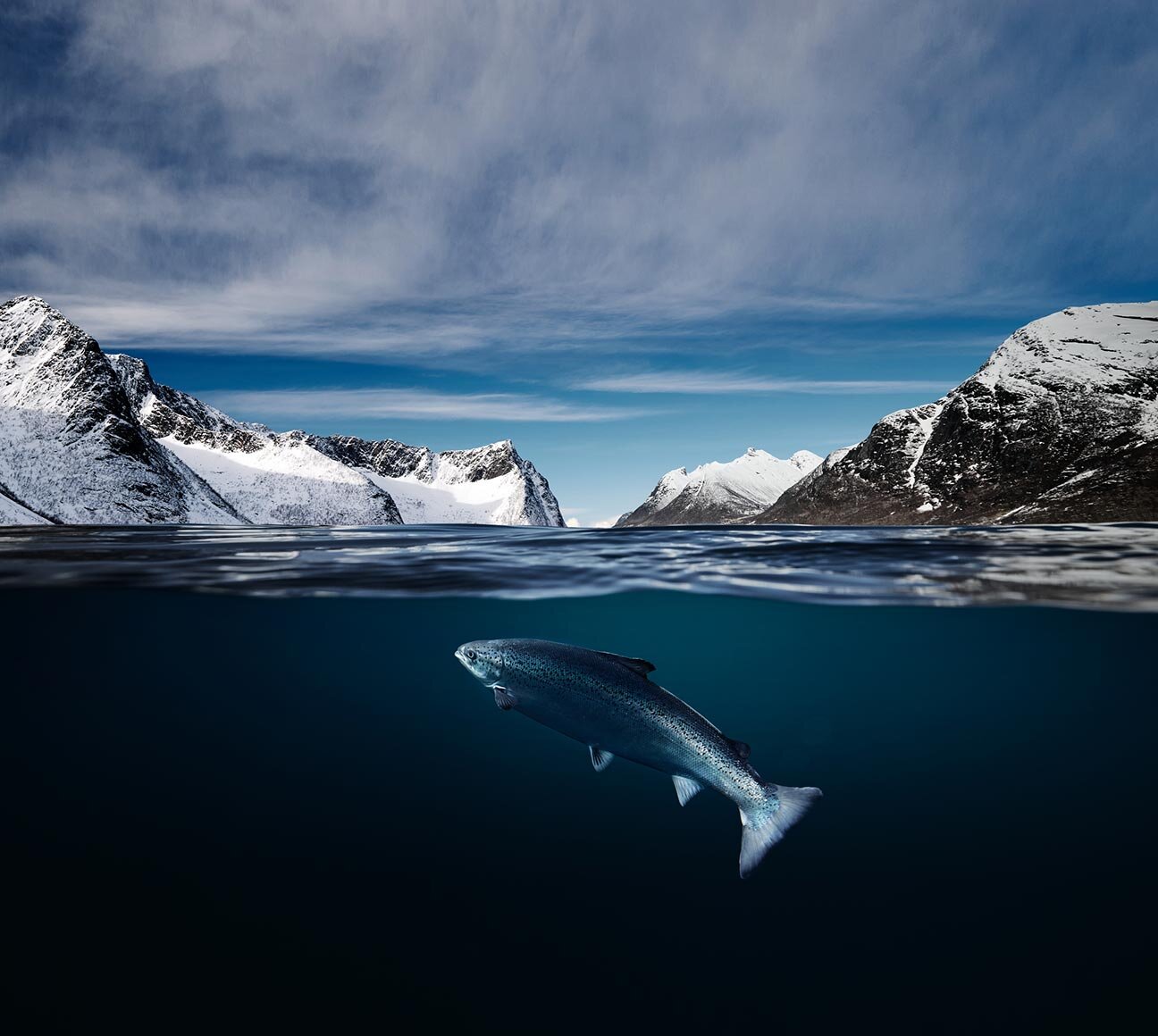 Salmon under water