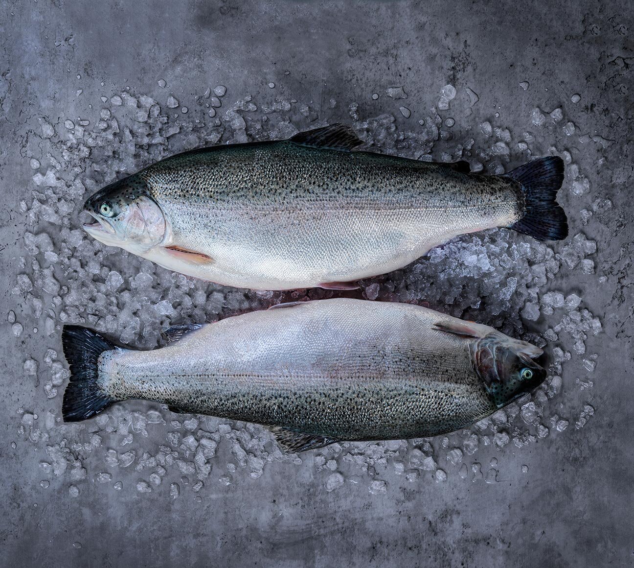 Norwegian fjord trout