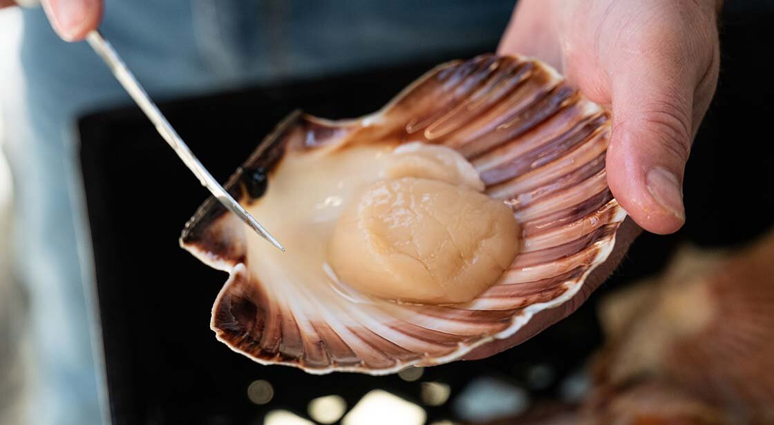 Norwegian scallops