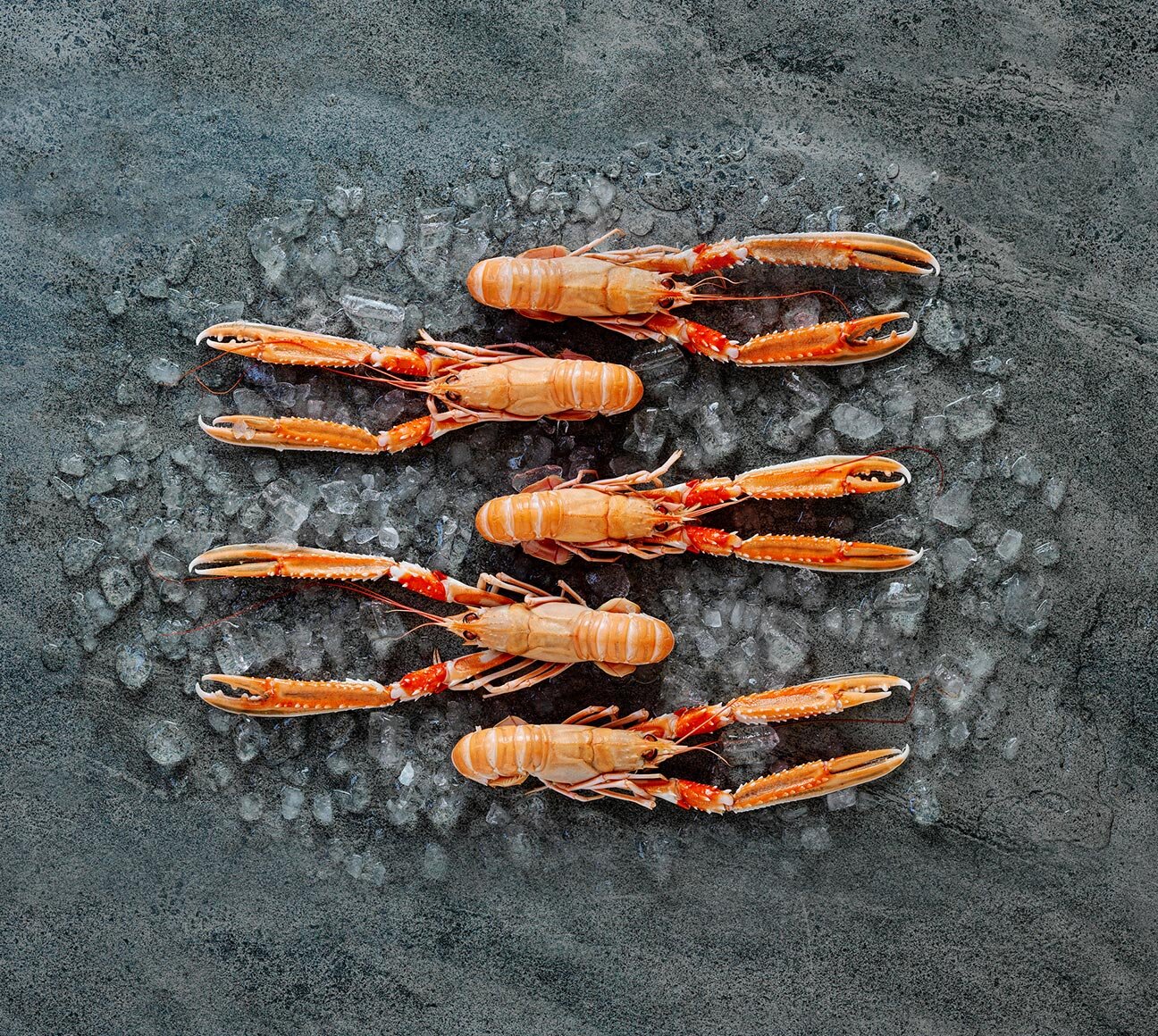 Norway lobster