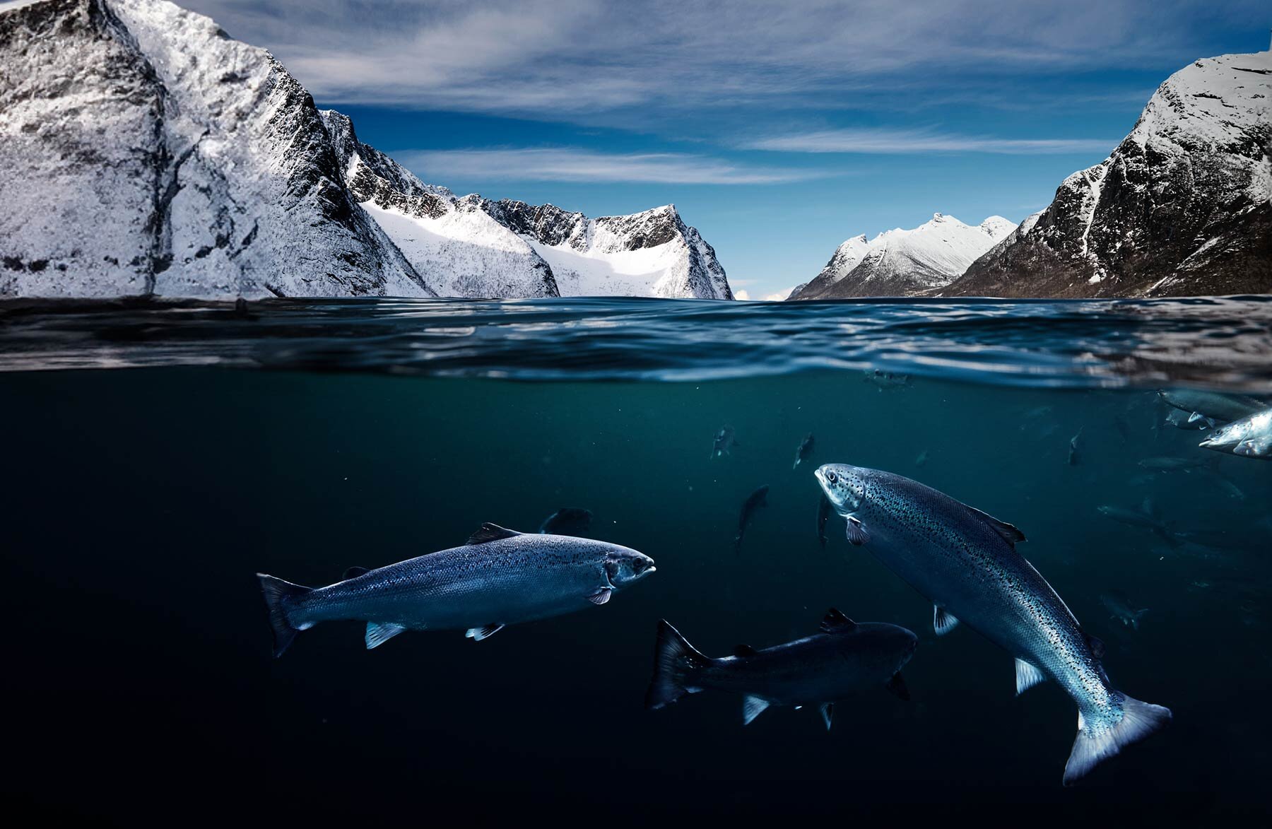 Salmon under water