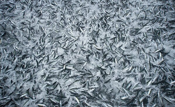 mackerel in the sea