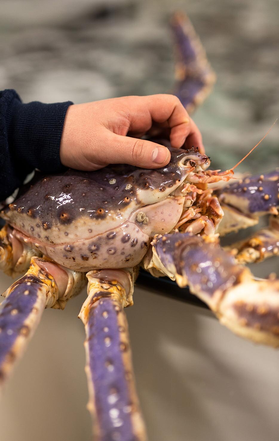 Red king crab